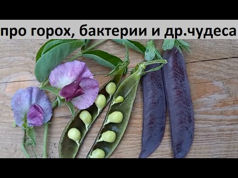 Видео: Про горох, бактерии и другие чудеса)