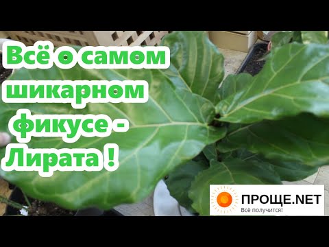 Видео: Фикус Лирата-мой любимчик!🌿Выращивание, уход, нюансы размножения. Не повторяйте мою ошибку!