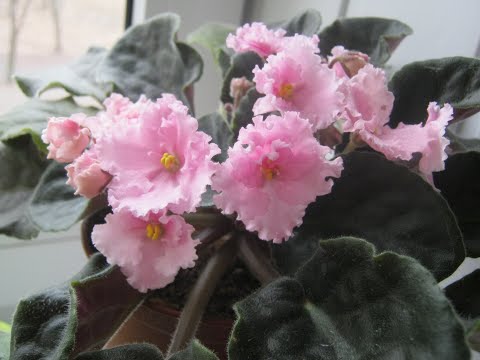 Видео: Пасынки на фиалках, как их отделить. Размножение фиалок пасынками.