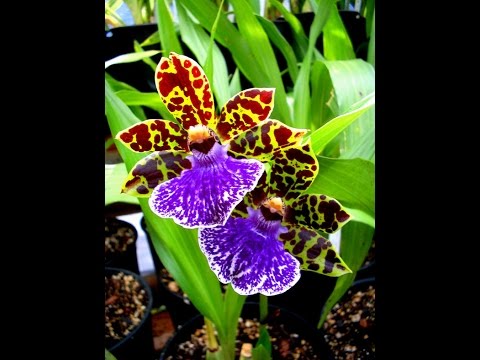 Видео: Zygopetalum orchid/ Орхидея Зиг.