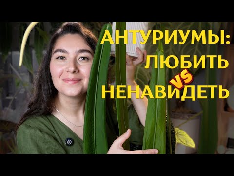 Видео: 30+ АНТУРИУМОВ | самые СКАНДАЛЬНЫЕ растения | мой УХОД, грунт и СЛОЖНОСТИ | различаются ли ГИБРИДЫ ✨