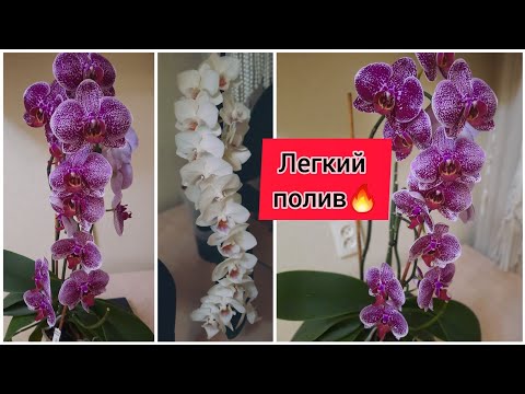 Видео: Оказывается нужно... Очень лёгкий полив  и пышное цветение орхидеи.  Часть 2. Ответы на вопросы.