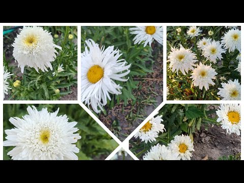 Видео: Нові рослини! 🥰 Рекомендую! 💖30.09.2025