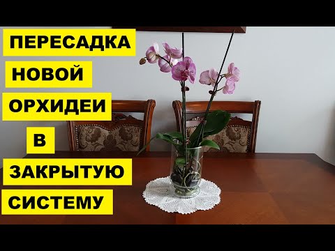 Видео: ПРЕСАДКА НОВОЙ ОРХИДЕИ В ЗАКРЫТУЮ СИСТЕМУ..ПОДРОБНО