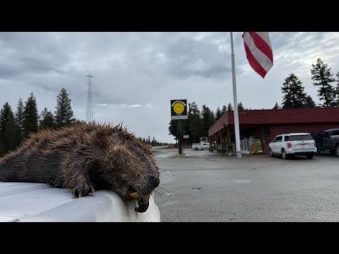 Видео: «Проклятие камеры» горного бобра #горцы #охотникнакойотов #historychannel #автономныйсвет #солнеч...