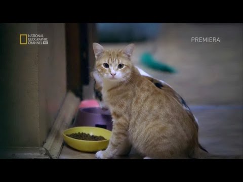 Видео: Эрмитажные коты!