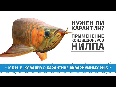 Видео: Нужен ли карантин аквариумных рыб? Карантин с использованием кондиционеров НИЛПА