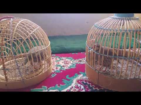 Видео: Кабкхои Дулангибрид 2500 сомонӣ ватсап:  +7 925 149-19-82