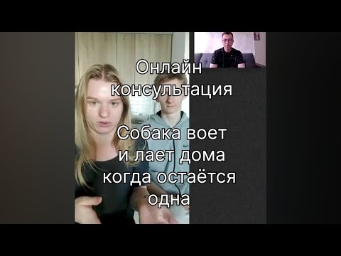 Видео: Собака воет и лает, когда остаётся одна дома. Один из способов, как решить эту проблему.