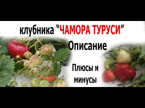 Видео: Клубника сорт "Чамора туруси" - вся правда - обзор сорта.