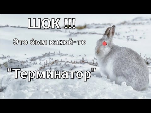 Видео: #Охота на зайца-русака. "Вот это номер" !!!