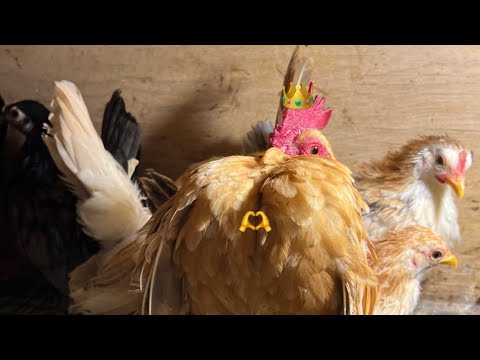 Видео: Малазийские Серамы ❤️‍🔥