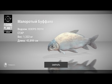 Видео: Fishing Planet - Как ловить Малоротого Буффало на озере Лоун Стар?