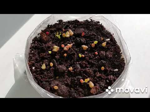 Видео: Кактусы из семян. Сею кактусы