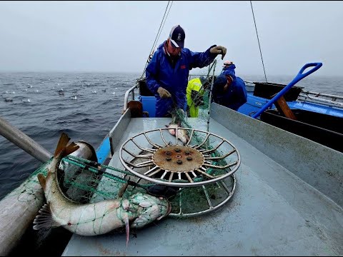 Видео: Земля и море: возвращение трески