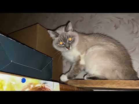 Видео: ВЛОГ: КОШКА МУСЯ ПЕРЕЖИВАЕТ БЛЭКАУТ! ДОСТАЕМ НАБОРЫ ДЛЯ ТВОРЧЕСТВА! НЕ ОСЕННИЙ ДЕКОР!