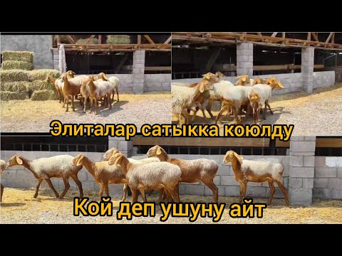 Видео: Бир линия,бир короо токту козулар сатыкта #арашанкучкорлар #арашанские_овцы #арашанкойлору 