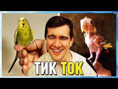Видео: Братишкин СМОТРИТ ТИК ТОК (40 ЧАСТЬ)