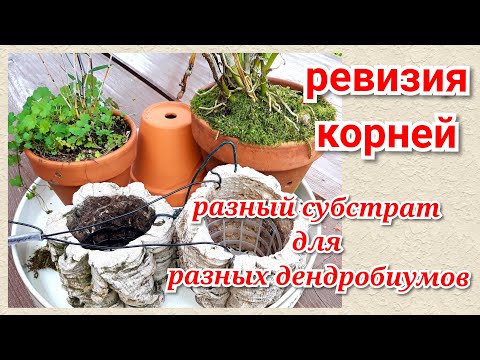 Видео: Пересадка Орхидеи Дендробиум.Нобиле, Den. papilio