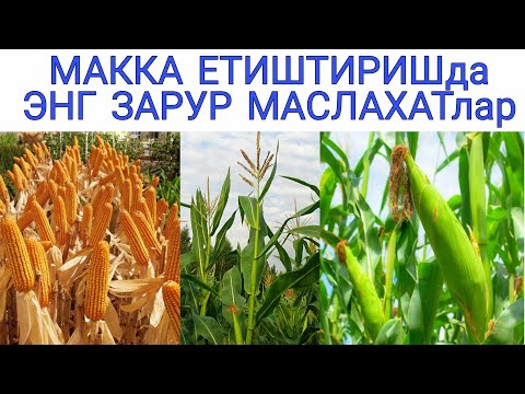 Видео: МАККАЖЎХОРИ ЕТИШТИРИШда ЭНГ ЗАРУРИЙ АГРОМАСЛАХАТлар