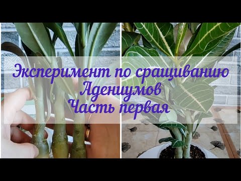 Видео: Сращивание Адениумов. Часть первая
