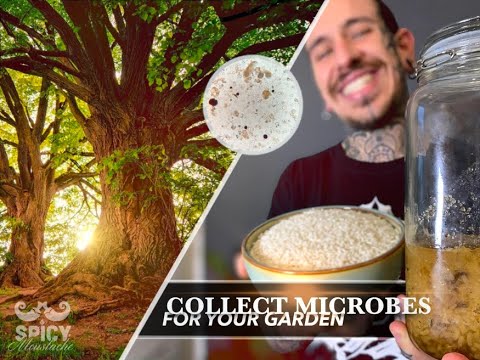 Видео: Как собирать микроорганизмы | Не нужно покупать удобрения