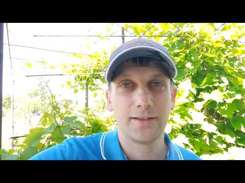 Видео: Итоги работы "домашнего" гербицида