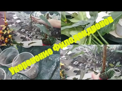 Видео: Укоренение филодендронов с помощью нового укоренителя,результат порадовал,корни шикарные, потерь нет