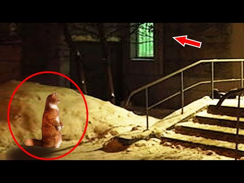 Видео: Кошка сидела на морозе, и пристально смотрела в окно, но причина ШОКИРОВАЛА даже полицейских…