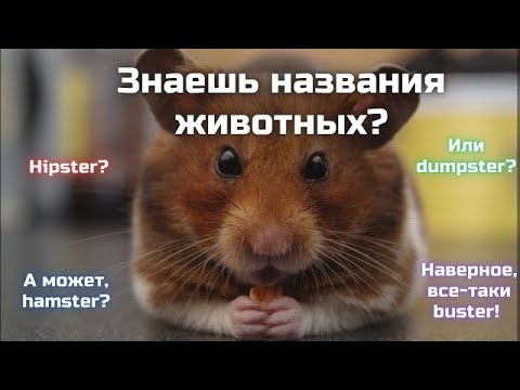 Видео: Словарный запас - названия животных || Vocabulary quiz