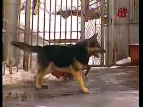 Видео: Рома Жиган  Я не виновен