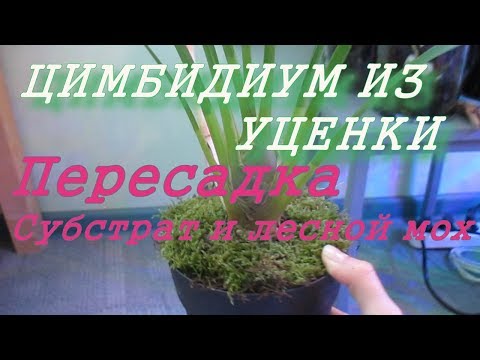 Видео: Орхидея цимбидиум из уценки. Пересадка. Корни. Новые росты. Живой мох.