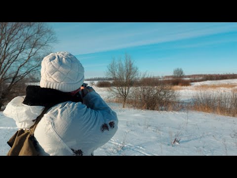 Видео: Тропление зайца. Охота на зайца 2024 мр155