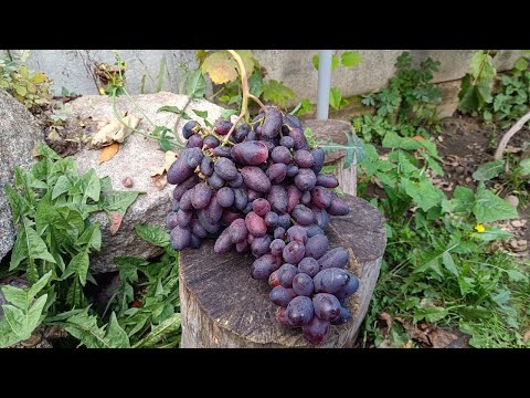 Видео: Торнадо найбільша грона сезон 2025!!