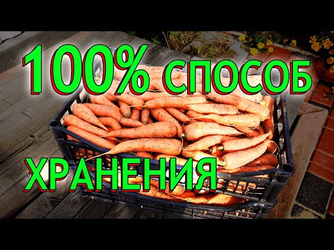 Видео: Хранение моркови! Как хранить морковь зимой - Лучший способ!