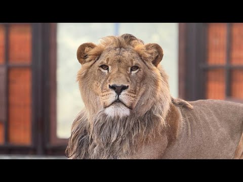 Видео: Хромота Шерхана почти прошла! Минский зоопарк 