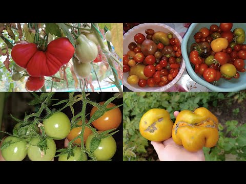 Видео: СОБИРАЮ УРОЖАЙ ТОМАТОВ, ДЕГУСТАЦИЯ🍅1 Часть