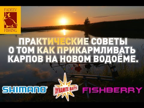 Видео: Практические советы о том как прикармливать карпов на новом водоёме.