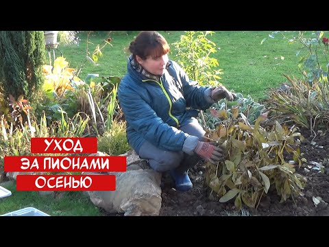 Видео: Уход за ПИОНАМИ ОСЕНЬЮ. Когда обрезать пион? Чем подкормить? Надо ли поливать?