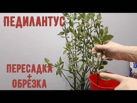 Видео: Педилантус// Пересадка и обрезка