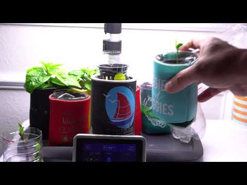 Видео: Мини-гидрофермовые фруктовые деревья