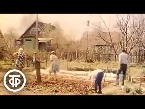 Видео: Отдых на даче. Передача "Здоровье" с Юлией Белянчиковой (1982)