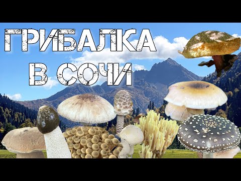 Видео: Грибалка в Сочи #грибы #грибалка #загрибами #сочи #жизньвсочи 