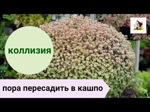 Видео: Каллизия. Рассаживаю в кашпо.