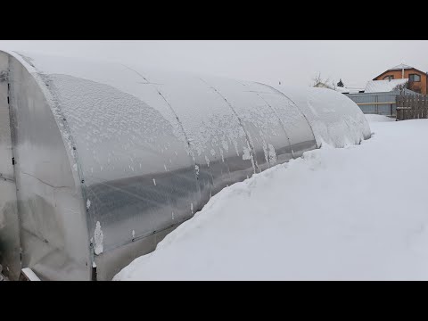 Видео: Первая рассада в  теплицу без подогрева🌹