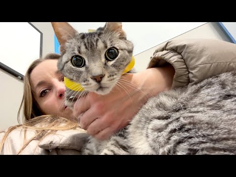 Видео: НИЛУ ОТПРАВИЛИ В ОТДЕЛЕНИЕ СКОРОЙ ПОМОЩИ!