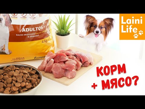 Видео: Сухой корм с мясом? Можно ли смешивать? Отвечаю!