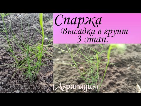 Видео: Спаржа. Высадка рассады в открытый грунт. 3 этап