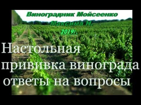 Видео: Настольная прививка винограда - ответы на вопросы.