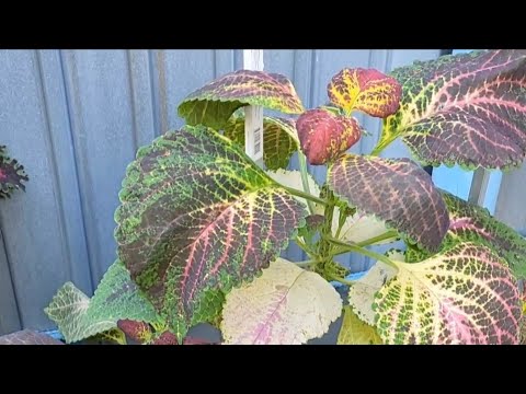 Видео: Обзор колеусов 1 часть.